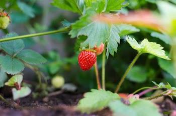 Free Photo of strawberry, farm, garden