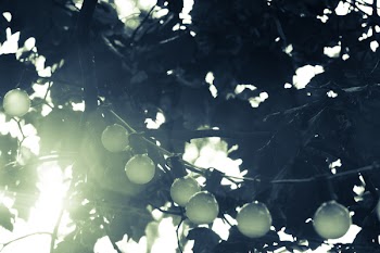 Free Photo of string lights, bulbs, trees