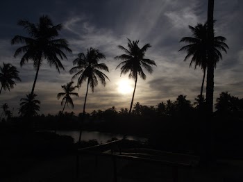 Free Photo of Sun, beach, palm trees