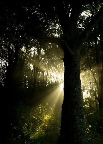 Free Photo of sunbeams, forest, woods