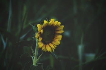 Free Photo of sunflower, green, plant