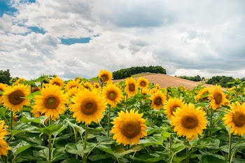 Free Photo of sunflowers, flowers, garden