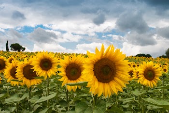 Free Photo of sunflowers, garden, fields