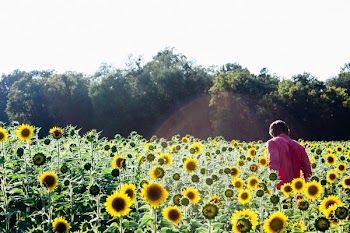 Free Photo of sunflowers, garden, plants