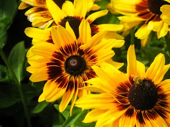 Free Photo of sunflowers, garden, plants