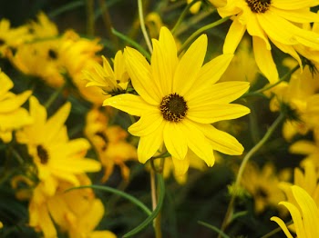 Free Photo of sunflowers, plants, yellow