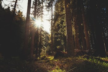 Free Photo of sunlight, sunshine, woods