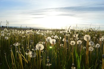Free Photo of sunny, sunshine, sky