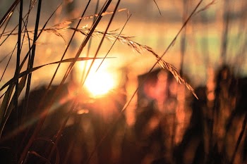 Free Photo of sunset, dusk, plants