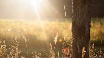 Free Photo of sunshine, sunrays, fields