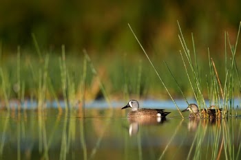 Free Photo of swan, beak, bird