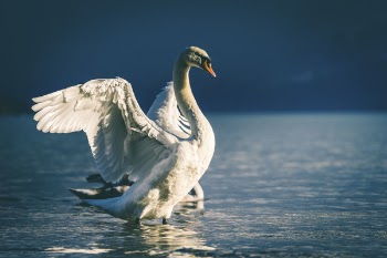 Free Photo of swan, beak, white