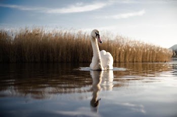 Free Photo of swan, river, swim