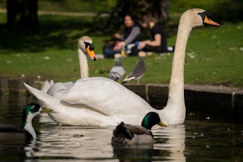 Free Photo of swans, ducks, birds