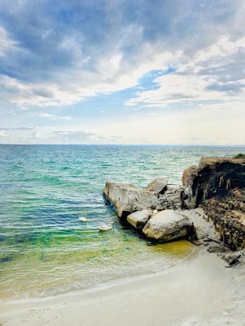 Free Photo of swans, swimming, ocean