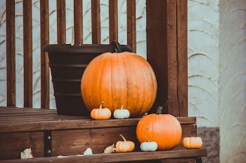 Free Photo of thanksgiving, fall, weather