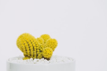 Free Photo of thing, plants, bonsai