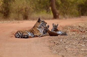 Free Photo of tiger, animal, wildlife