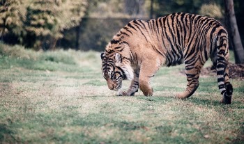 Free Photo of tiger, cat, animal