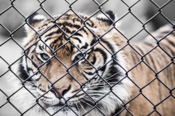 Free Photo of tiger, cat, animal