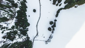 Free Photo of top view, plants, trees