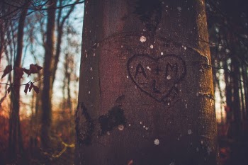 Free Photo of tree, bark, woods