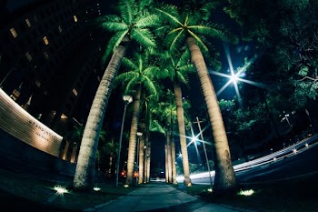 Free Photo of tree, coconut, nature