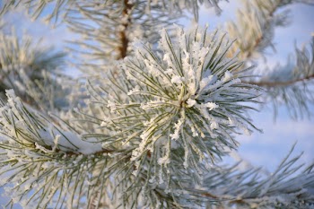 Free Photo of tree, pine, winter