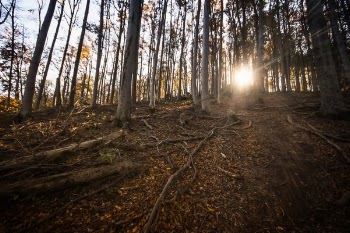 Free Photo of tree, plant, forest
