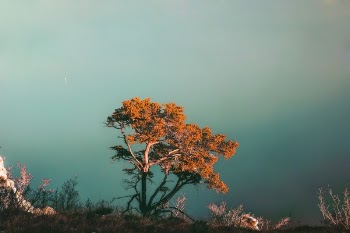 Free Photo of tree, plant, nature