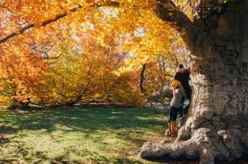 Free Photo of tree, plant, nature
