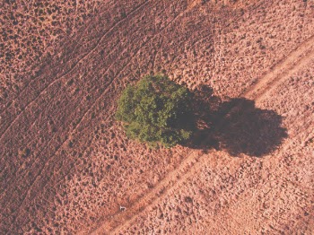 Free Photo of tree, plant, nature