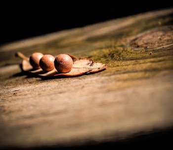 Free Photo of tree stump, bark, balls