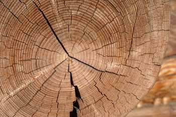 Free Photo of tree, wood, tree jar