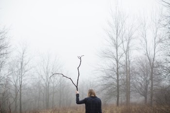 Free Photo of trees, branch, plant