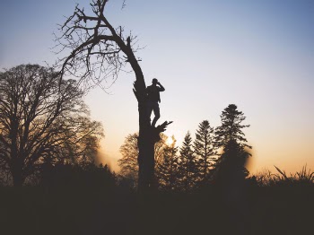 Free Photo of trees, branch, plant