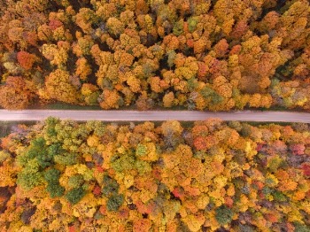 Free Photo of trees, clolorful, aerial
