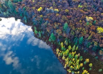 Free Photo of trees, clolorful, aerial