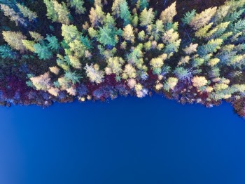 Free Photo of trees, clolorful, aerial
