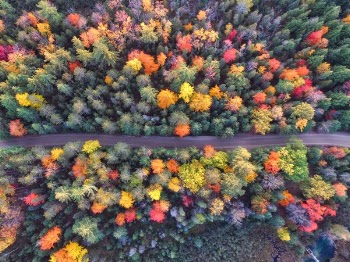 Free Photo of trees, clolorful, aerial