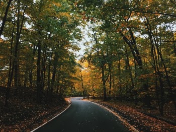 Free Photo of trees, clolorful, plant