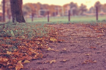 Free Photo of trees, fall, leaves