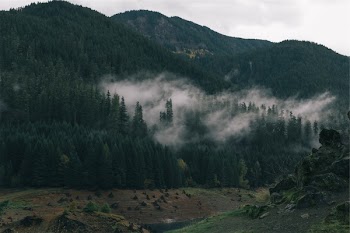 Free Photo of trees, forest, hills