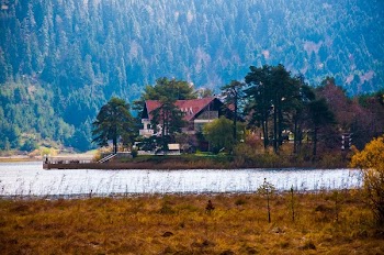 Free Photo of trees, forest, lake
