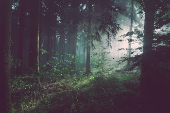 Free Photo of trees, forest, woods