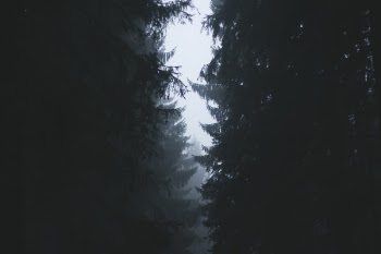 Free Photo of trees, forest, woods