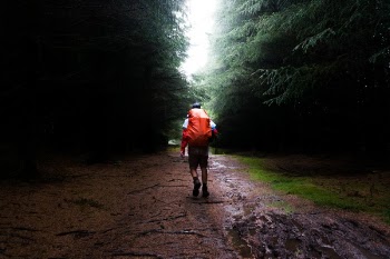 Free Photo of trees, grass, rain