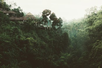 Free Photo of trees, house, nature