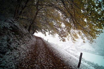 Free Photo of trees, landscape, snow