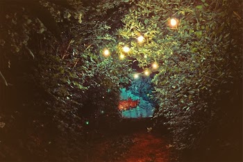 Free Photo of trees, leaves, string lights
